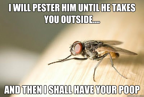 I will pester him until he takes you outside.... And then I shall have your poop - I will pester him until he takes you outside.... And then I shall have your poop  Evil Plotting Fly