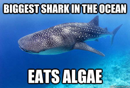 Biggest shark in the ocean eats algae  