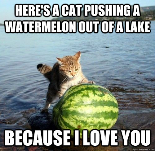 Here's a cat pushing a watermelon out of a lake because i love you  