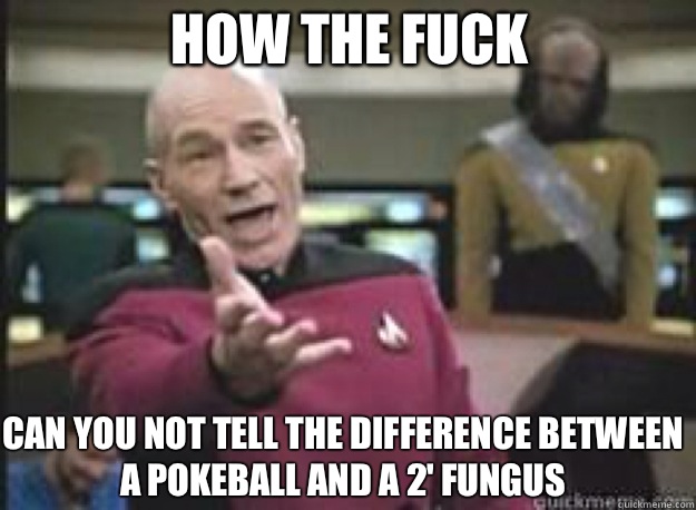 How the fuck  can you not tell the difference between a pokeball and a 2' fungus - How the fuck  can you not tell the difference between a pokeball and a 2' fungus  What the Fuck