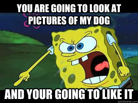 you are going to look at pictures of my dog and your going to like it  Angry Spongebob