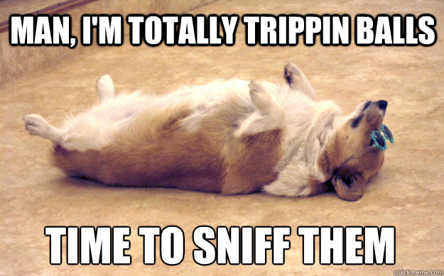 man, I'm totally trippin balls time to sniff them - man, I'm totally trippin balls time to sniff them  Flashback Corgi