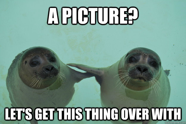 A picture? Let's get this thing over with  Homophobic seal buddies