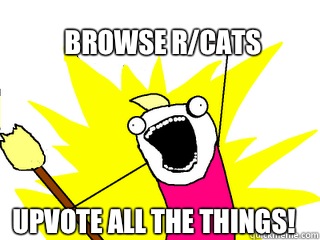 Browse r/cats Upvote all the things!  All The Things