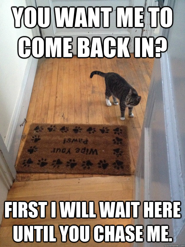You want me to come back in? First I will wait here until you chase me.  Scumbag Cat