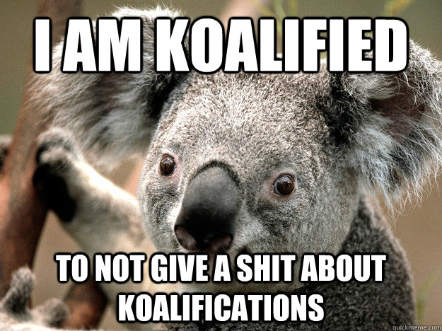 i am koalified to not give a shit about koalifications - i am koalified to not give a shit about koalifications  Klepto koala