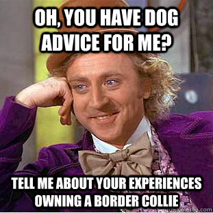 Oh, you have dog advice for me? Tell me about your experiences owning a border collie  Creepy Wonka