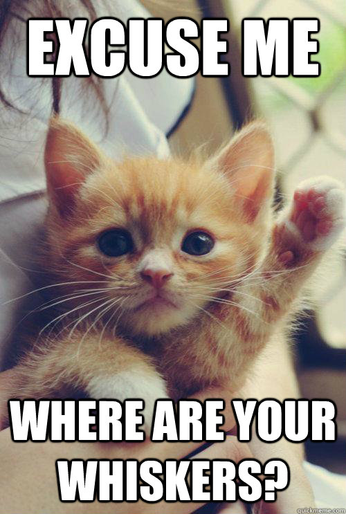 Excuse me Where are your whiskers? - Excuse me Where are your whiskers?  Misc