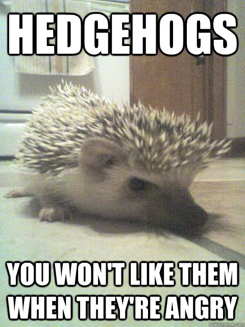 Hedgehogs You won't like them when they're angry  Angry Hedgehog