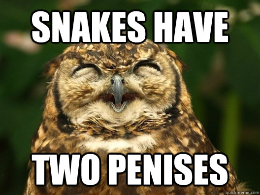 Snakes have two penises - Snakes have two penises  Useless Fact Owl