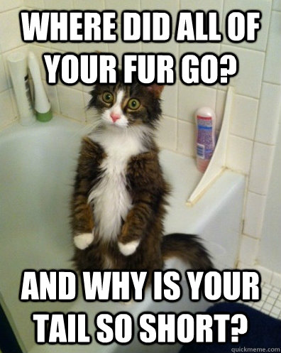 Where did all of your fur go? and why is your tail so short?  