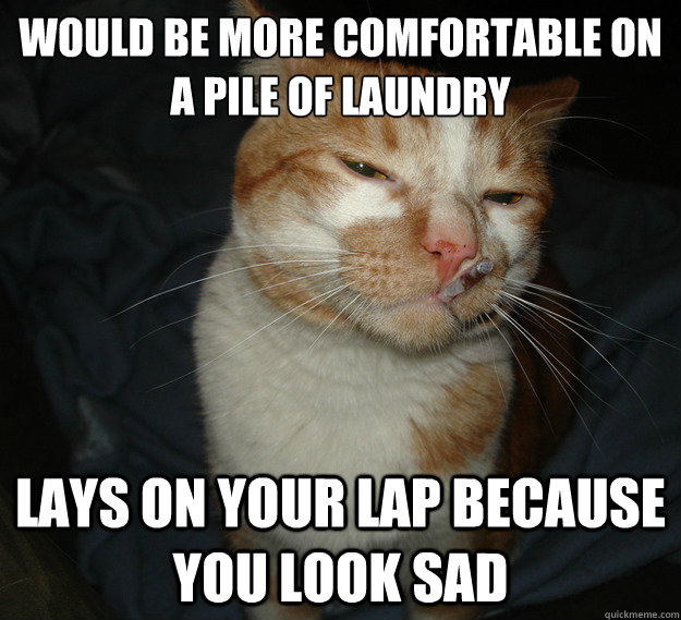 would be more comfortable on a pile of laundry  lays on your lap because you look sad  Cool Cat Craig