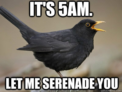 It's 5am. Let me serenade you  Scumbag Blackbird