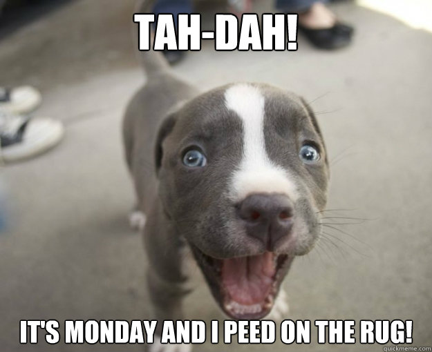 TAH-DAH! IT'S MONDAY AND I PEED ON THE RUG! - TAH-DAH! IT'S MONDAY AND I PEED ON THE RUG!  Excited Little Puppy
