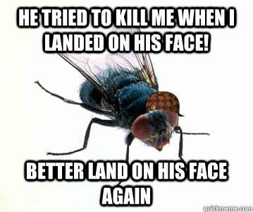 He tried to kill me when I landed on his face! Better land on his face again - He tried to kill me when I landed on his face! Better land on his face again  Scumbag Fly Logic