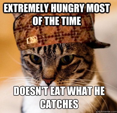 Extremely hungry most of the time  doesn't eat what he catches
  Scumbag Cat