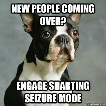new people coming over? engage sharting seizure mode  Stupid Dog