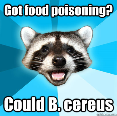 Got food poisoning? Could B. cereus - Got food poisoning? Could B. cereus  Lame Pun Coon