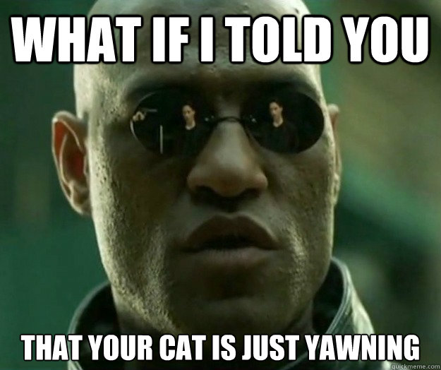 What if i told you That your cat is just yawning  Hi- Res Matrix Morpheus