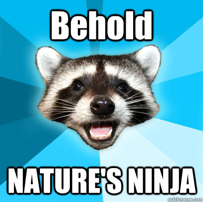 Behold NATURE'S NINJA  Lame Pun Coon