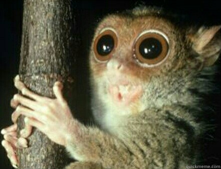 Untitled -   Permanently Surprised Primate