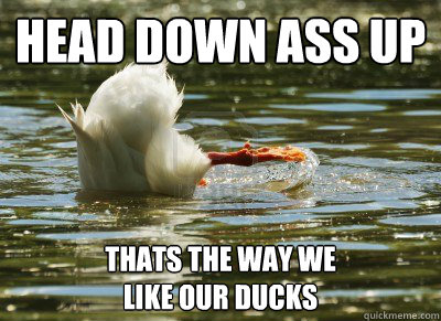 head down ass up thats the way we
like our ducks - head down ass up thats the way we
like our ducks  Duckduck