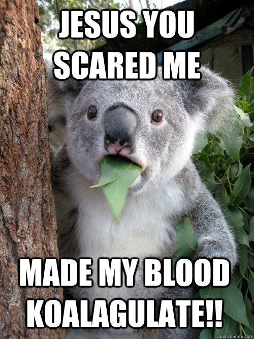jesus you scared me made my blood koalagulate!! - jesus you scared me made my blood koalagulate!!  Surprised Koala
