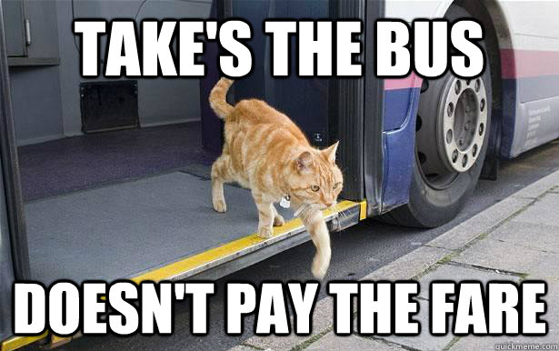 take's the bus doesn't pay the fare  Rebel Cat