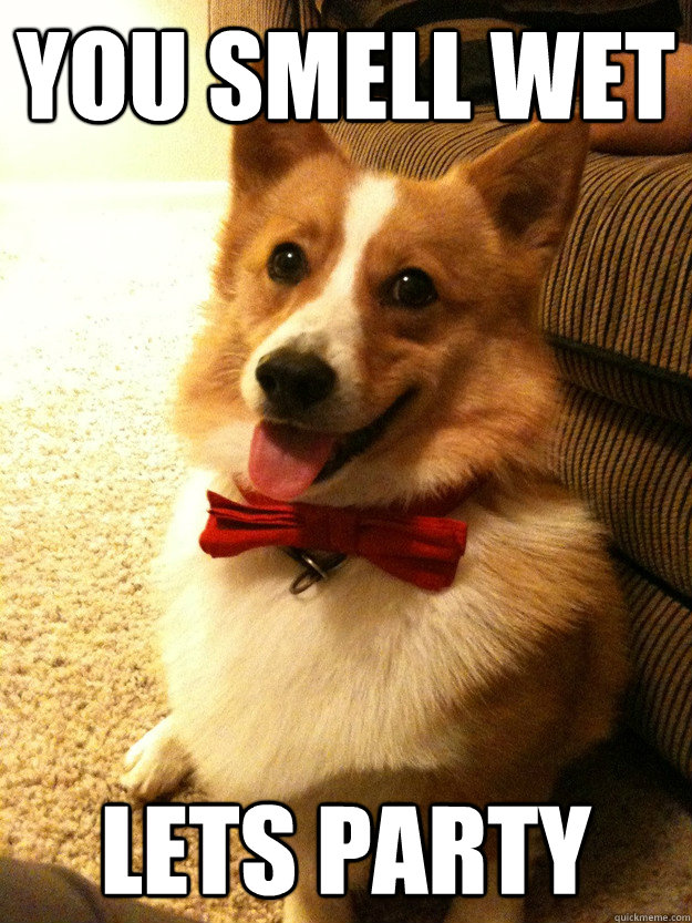 You smell wet lets party - You smell wet lets party  Charming Corgi