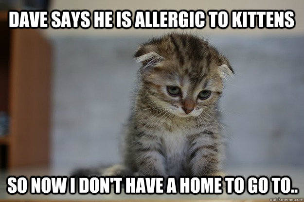 Dave says he is allergic to kittens So now i don't have a home to go to..  Sad Kitten