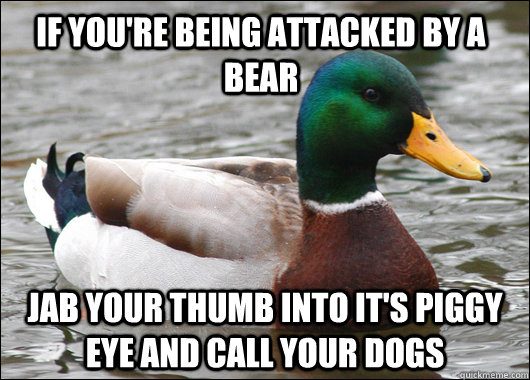 if you're being attacked by a bear jab your thumb into it's piggy eye and call your dogs  Actual Advice Mallard