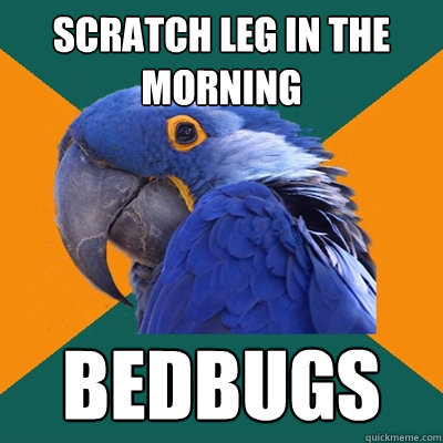 Scratch leg in the morning bedbugs  Paranoid Parrot