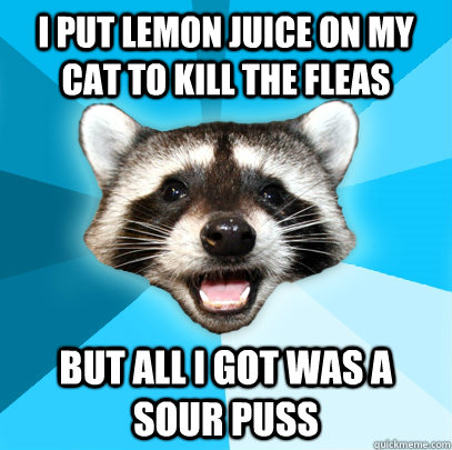 I PUT LEMON JUICE ON MY CAT TO KILL THE FLEAS BUT ALL I GOT WAS A SOUR PUSS  Lame Pun Coon