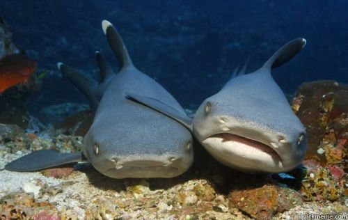    Compassionate Shark Friend