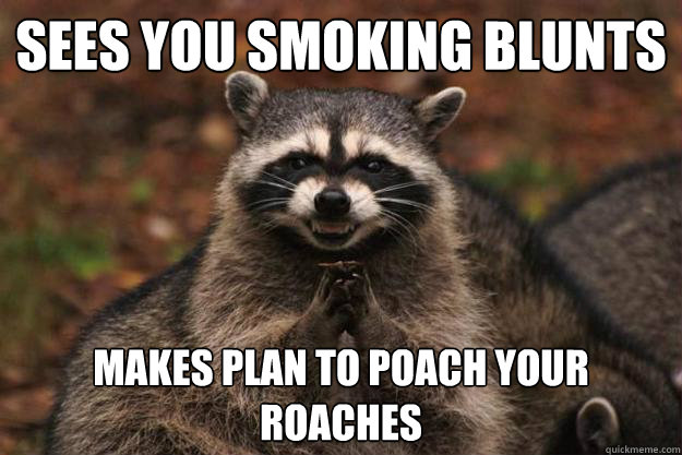 sees you smoking blunts makes plan to poach your roaches  Evil Plotting Raccoon