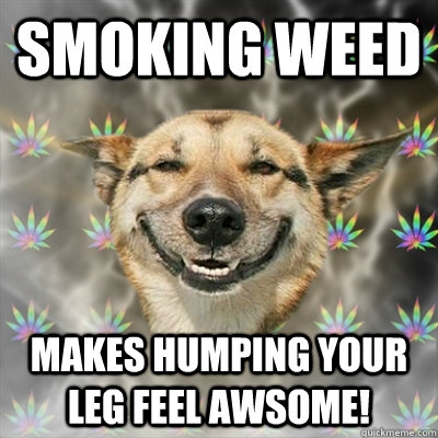 Smoking Weed Makes humping your leg feel awsome! - Smoking Weed Makes humping your leg feel awsome!  Stoner Dog