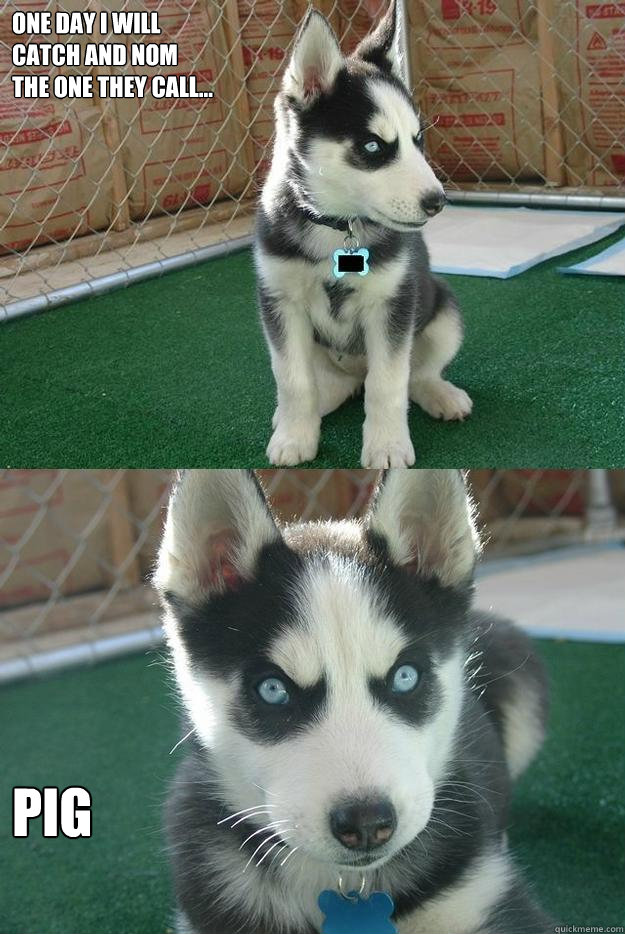 One day I will 
catch and nom
The one they call... Pig  Insanity puppy