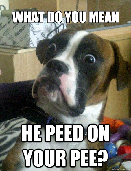 What do you mean He Peed on your Pee?  Baffled boxer