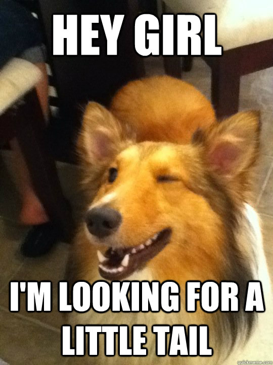 hey girl i'm looking for a little tail - hey girl i'm looking for a little tail  Player Dog
