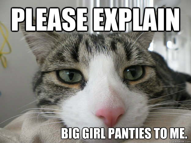 Please explain  big girl panties to me. - Please explain  big girl panties to me.  extremely bored cat