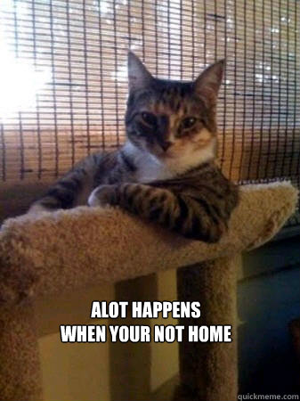 Alot Happens 
When your not home  The Most Interesting Cat in the World