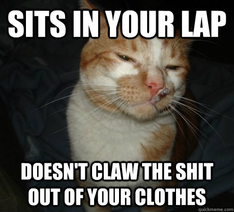 sits in your lap doesn't claw the shit out of your clothes  Good Cat Greg