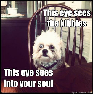 This eye sees 
the kibbles This eye sees 
into your soul  Life Hardened Dog