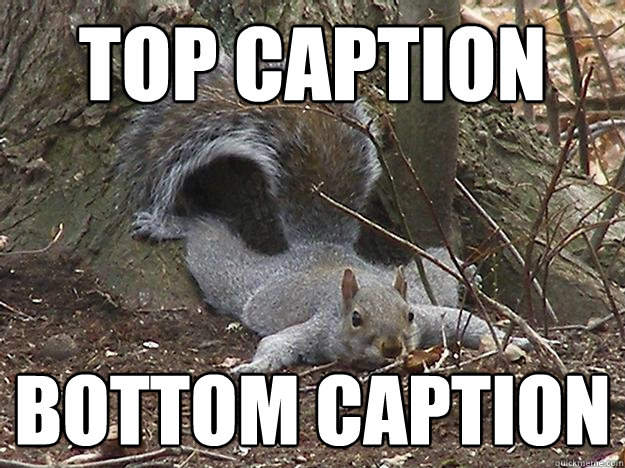 Top caption Bottom caption  Squirrel