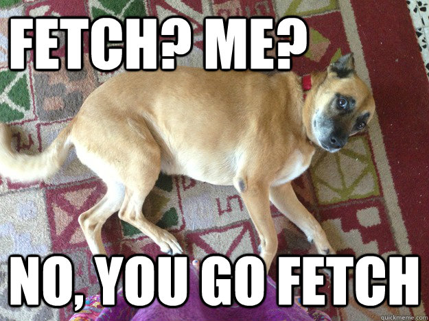 fetch? me? no, you go fetch - fetch? me? no, you go fetch  Lazy Doggette