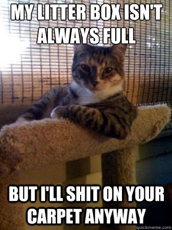 my litter box isn't always full But I'll shit on your carpet anyway  The Most Interesting Cat in the World