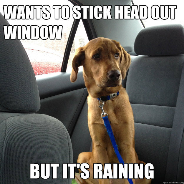 Wants to stick head out window but it's raining  
