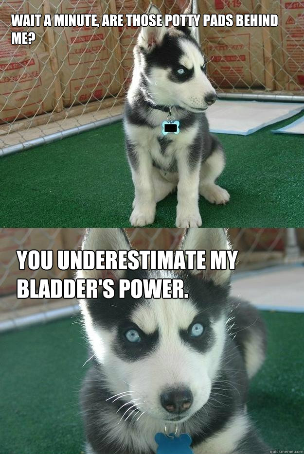 wait a minute, are those potty pads behind me? you underestimate my bladder's power.  Insanity puppy