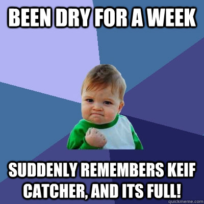 been dry for a week suddenly remembers keif catcher, and its full!  Success Kid
