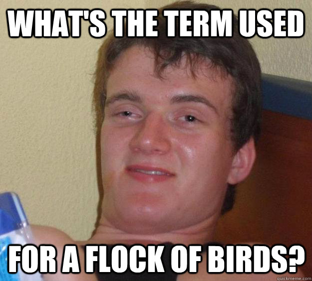 What's the term used for a flock of birds? - What's the term used for a flock of birds?  10 Guy